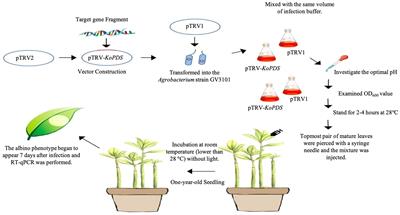 Function verification of a chlorophyll a/b binding protein gene through a newly established tobacco rattle virus-induced gene silencing system in Kandelia obovata